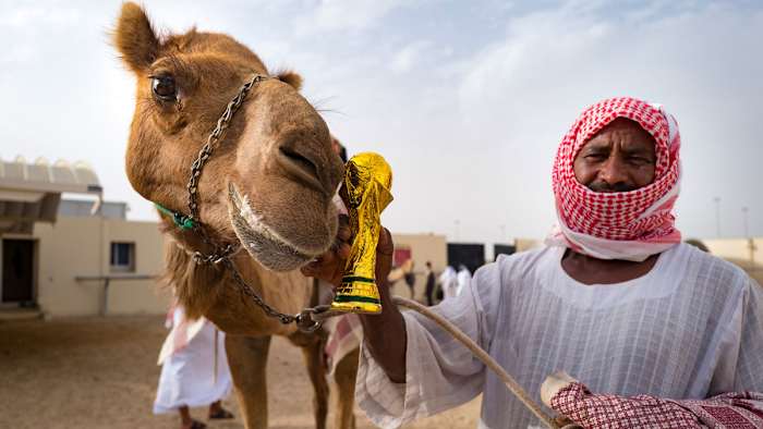 A Qatari camel poses with a replica of the World Cup trophy